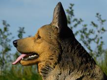 Statue Deutscher Schäferhund - Polystone - Hochdetailliert