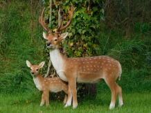 Set of 2 Deer - Small and Large - Polystone - Full in Colour