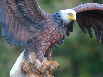 Bald Eagle - 40 x 50 cm - Polystone - Zeearend