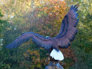 Bald Eagle - 40 x 50 cm - Polystone - Zeearend