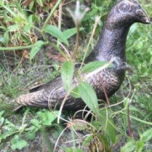 Taube, voll Bronze-Metall farbe, schöne Statue