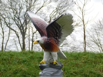 Statue Adler in Farbe - 60 cm - Polystone