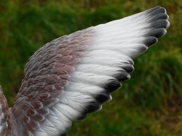 Statue Adler in Farbe - 60 cm - Polystone