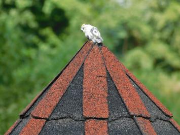 Robustes Vogelfutterhaus - 150 cm - Handgefertigt