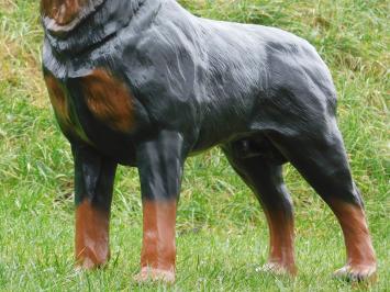 Beeld Rottweiler - 80 cm - Polystone